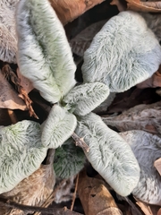 Stachys byzantina