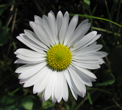 Bellis sylvestris
