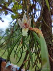 Maxillaria uncata