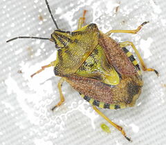 Carpocoris pudicus