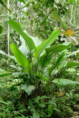 Calathea lutea
