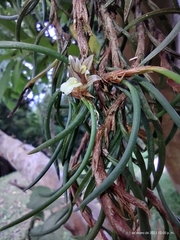Maxillaria uncata