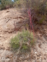 Puya coerulea