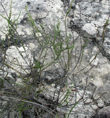 Jamesbrittenia atropurpurea