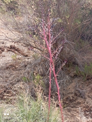 Puya coerulea