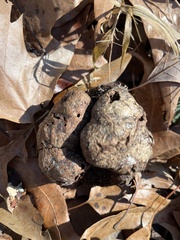 Callirhytis quercuspunctata