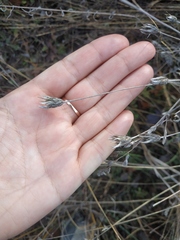 Xeranthemum cylindraceum