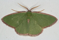 Heterorachis devocata