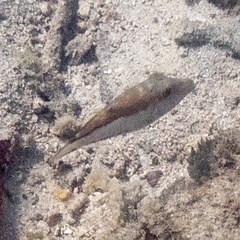 Canthigaster rostrata