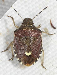 Holcostethus sphacelatus