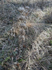 Stachys cretica