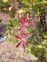 Mutisia subulata