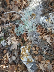 Seseli gummiferum