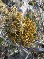 Arceuthobium oxycedri