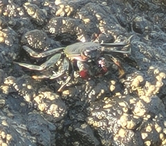 Grapsus
