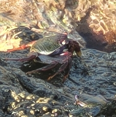 Grapsus