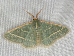 Microloxia ruficornis