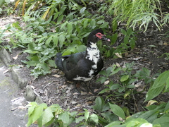 Cairina moschata domestica