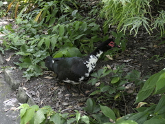 Cairina moschata domestica