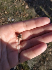 Scabiosa praemontana