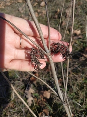 Scabiosa praemontana