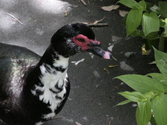 Cairina moschata domestica