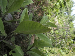 Brachyglottis hectorii