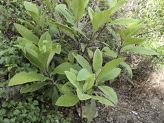 Brachyglottis hectorii