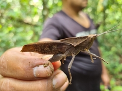 Colpolopha latipennis