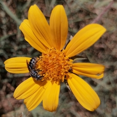 Augochlora nigrocyanea