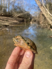 Sternotherus peltifer