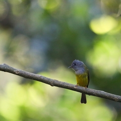 Culicicapa ceylonensis