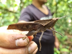 Colpolopha latipennis