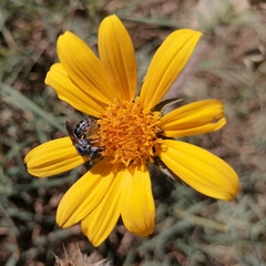 Augochlora nigrocyanea