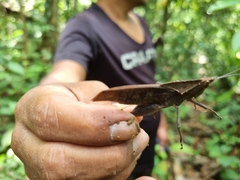 Colpolopha latipennis