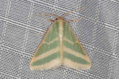 Mixocera frustratoria