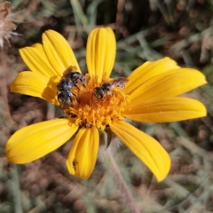 Augochlora nigrocyanea