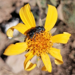 Augochlora nigrocyanea