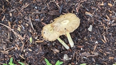 Bolbitius aleuriatus