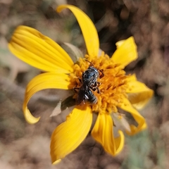 Augochlora nigrocyanea
