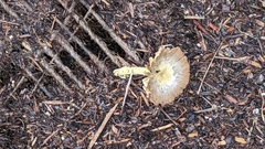 Bolbitius aleuriatus