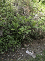 Brachyglottis hectorii