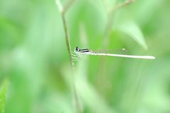 Agriocnemis lacteola