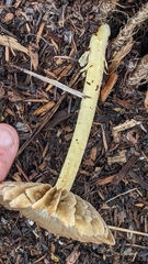 Bolbitius aleuriatus