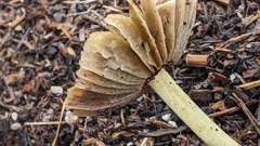 Bolbitius aleuriatus