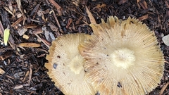 Bolbitius aleuriatus