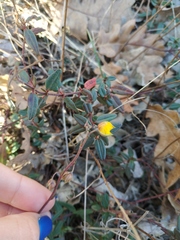 Helianthemum