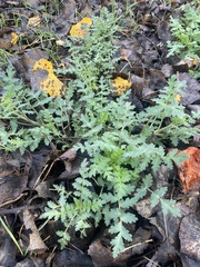 Phacelia ramosissima