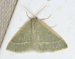 Neromia rubripunctilla