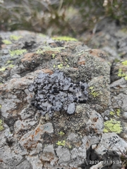Umbilicaria cylindrica